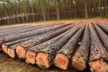 CENNIK Drewno wielkowymiarowe iglaste i kłodowane oraz średniowymiarowe stosowe